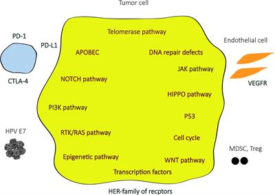 Emerging Therapies in Penile Cancer